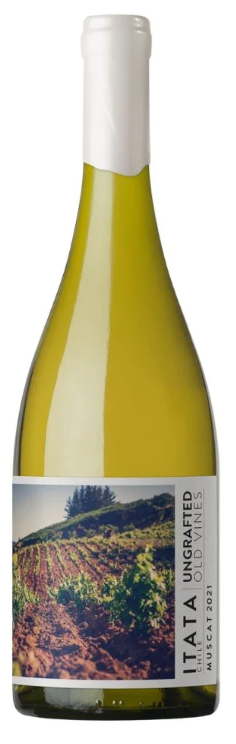 De Martino Ungrafted Itata Muscat 2021